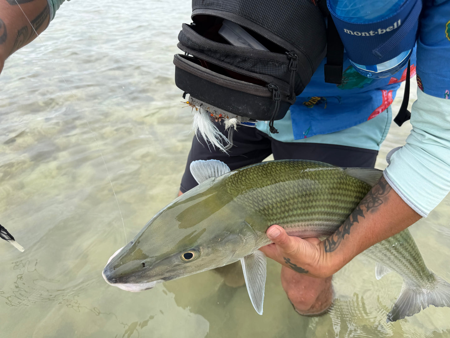 Kaneohe Bay Creeper