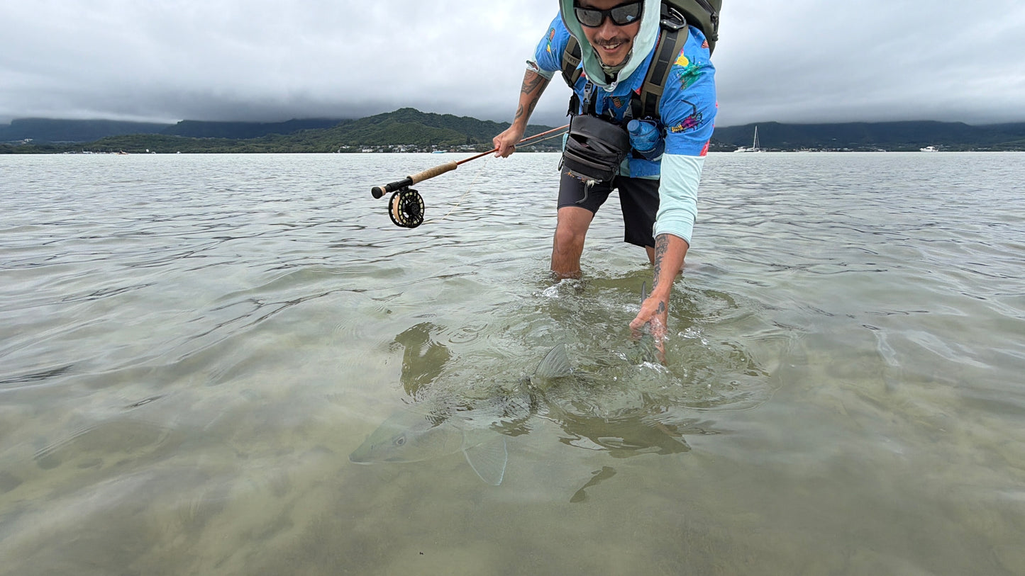 Kaneohe Bay Creeper