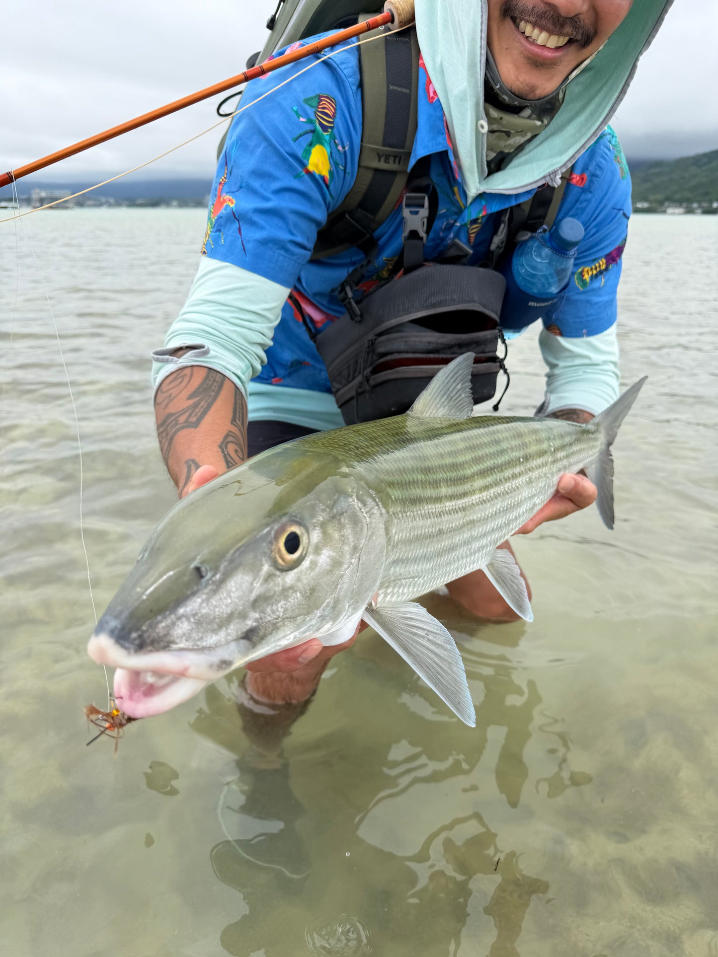 Kaneohe Bay Creeper